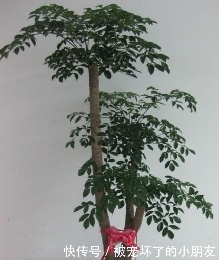  「观赏价值」这“3种花”能招财，能“镇宅”，比富贵竹、金钱树强多了！