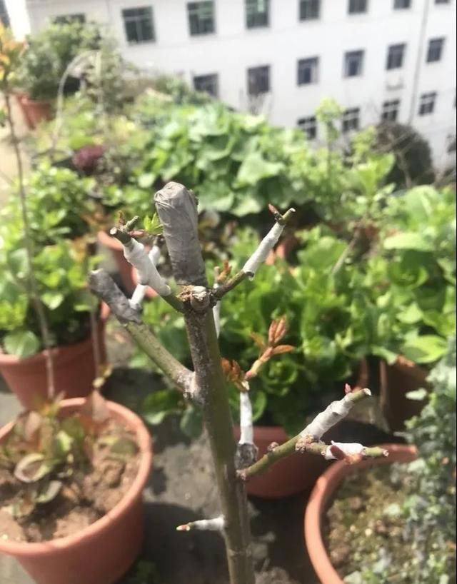 「绣球」没有院子的人,在房顶养花,日子美如画!