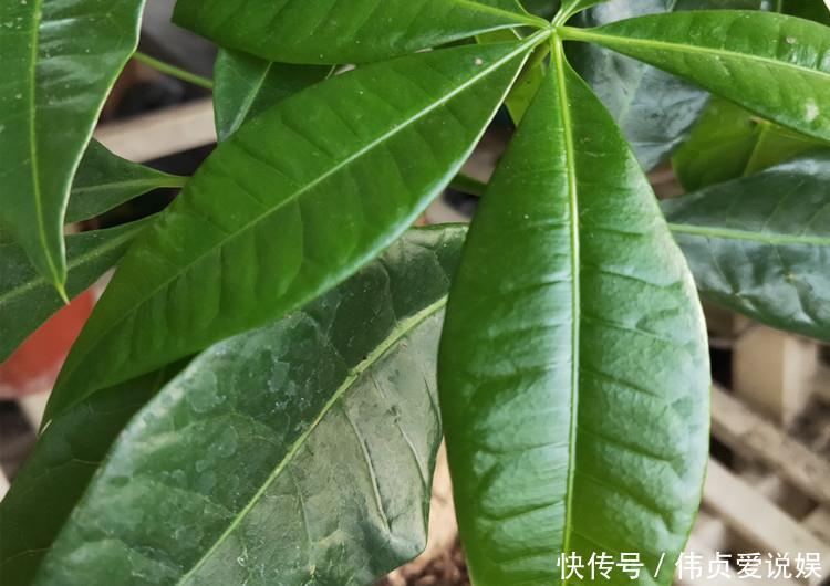 『发财树浇水』家养发财树,学会这“3件事”,轻松养得旺,叶片油绿