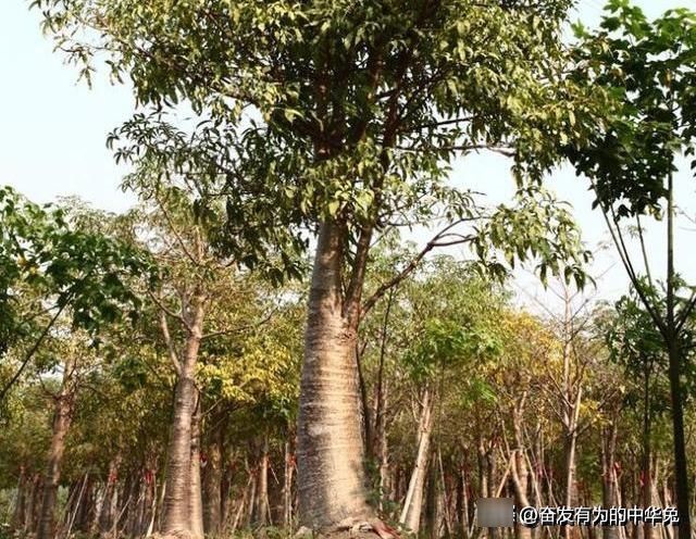  [非洲]非洲网红“生命之树”猴面包树，引进中国后大开眼界长成