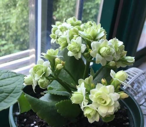  【长寿花养成】如何养护长寿花盆栽能开花多？将枝干剪一剪，老桩照样多开花