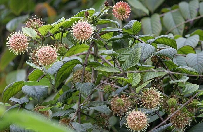  [上涨]农民把它当杂草烧，市场上供不应求，一斤40元，价格还在