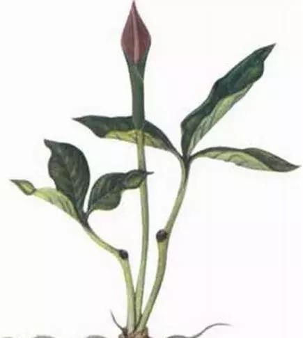  玉米@玉米地里，比玉米贵100倍的杂草，你认识吗？