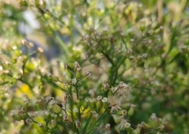  [小看]这种小蓬草在农村随处可见，千万别小看它的价值用途！你