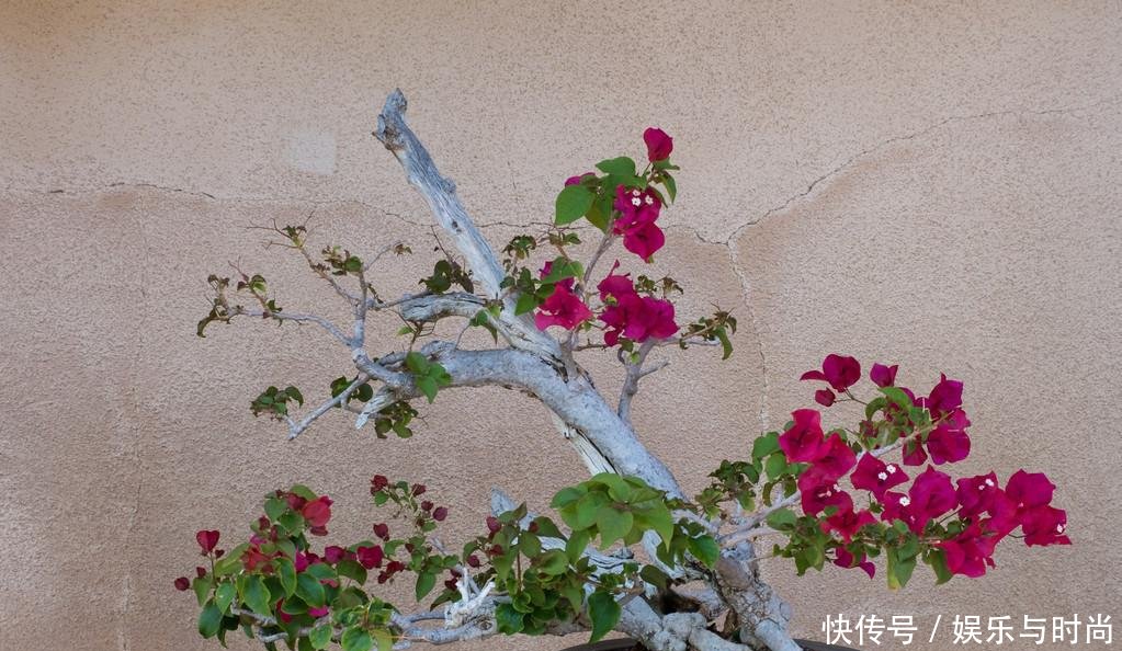 工作■我每年春天,在三角梅苏醒之时,都会重复同样的工作