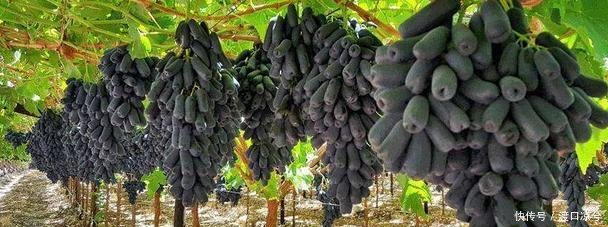 “再见了”水稻，我国又一新品农作物！亩产三千斤，比养猪值！