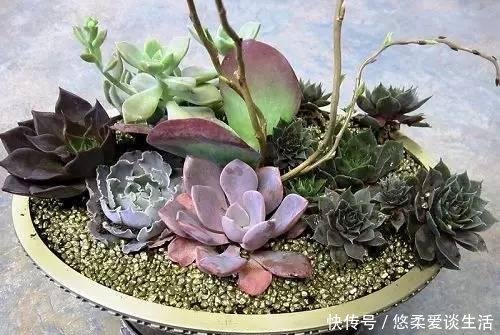 「如上图」如何制作一个多肉植物的“花园式”盆栽