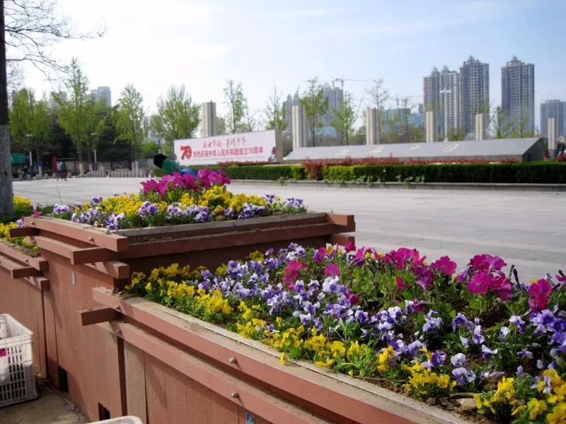  【簇拥】菏泽：鲜花簇拥牡丹城