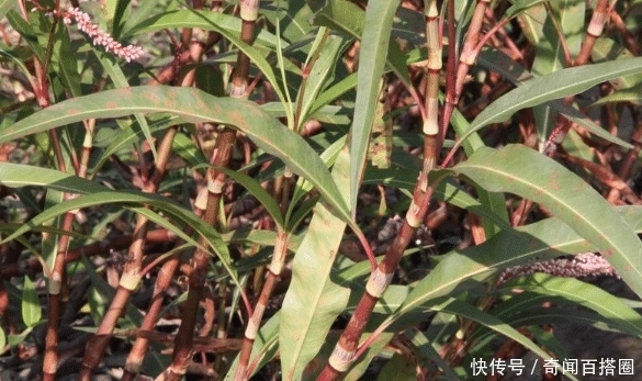 河边比辣椒还辣的野草，很多农民当杂草除掉，殊不知是天然酒曲