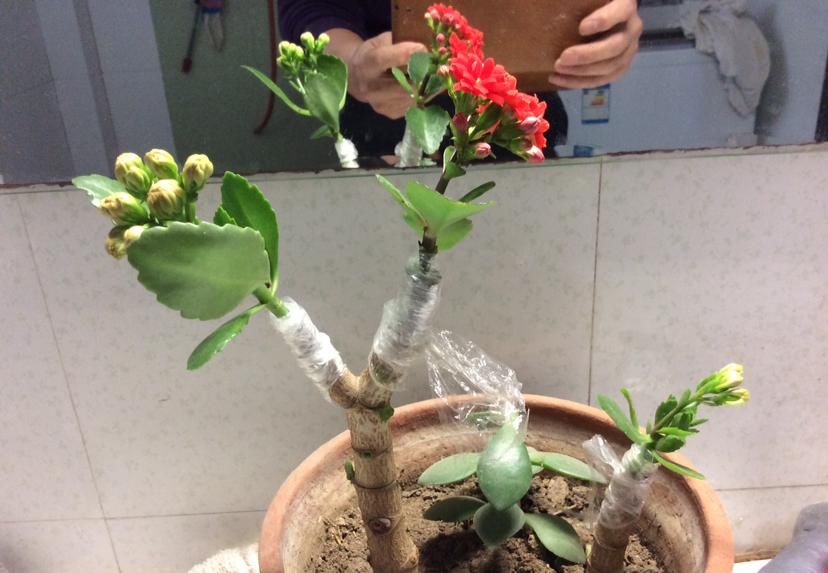  [温度]这花远看像长寿，近看像玉树，还能开出5色花，真神奇