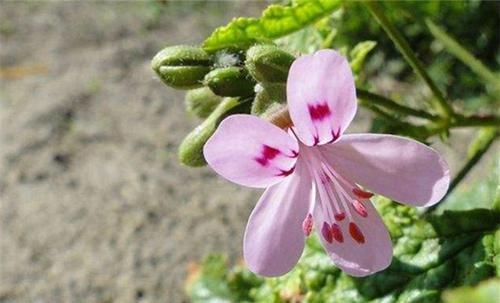  「常见」天竺葵有哪些常见栽培品种？你能分辨得出来吗？