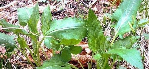  『白菜』这东西，俗称“山白菜”，目前极为珍贵，却被误当成杂草，可惜了