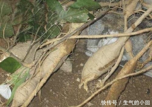 #值钱#在深山,有1种“牛大力”,根茎有40厘米长,值钱又珍贵,请爱惜
