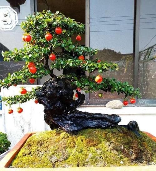  [植物]如何让金弹子多结果，只需做好这“4步”，硕果累累满枝头