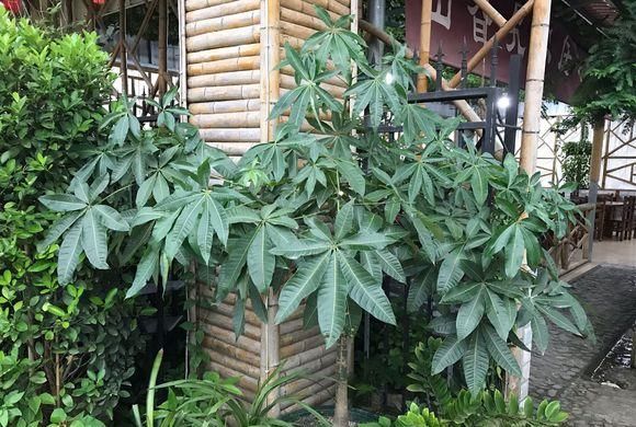  「玉果」教你养发财树，两个月开金花，还能结玉果，幸福吉祥好兆头