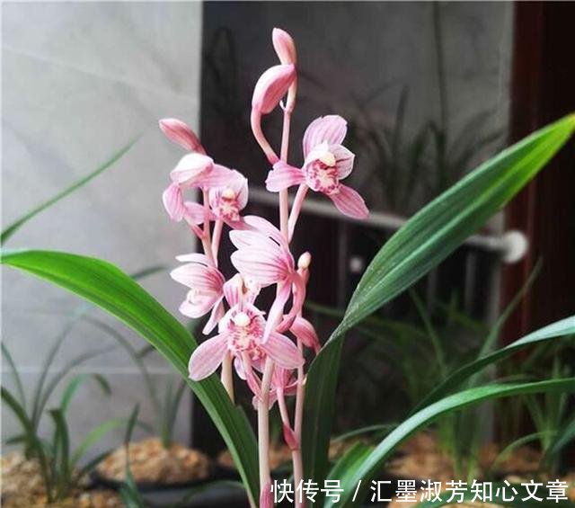  「能换」如何才能知道兰花剪掉花剑多久能换盆