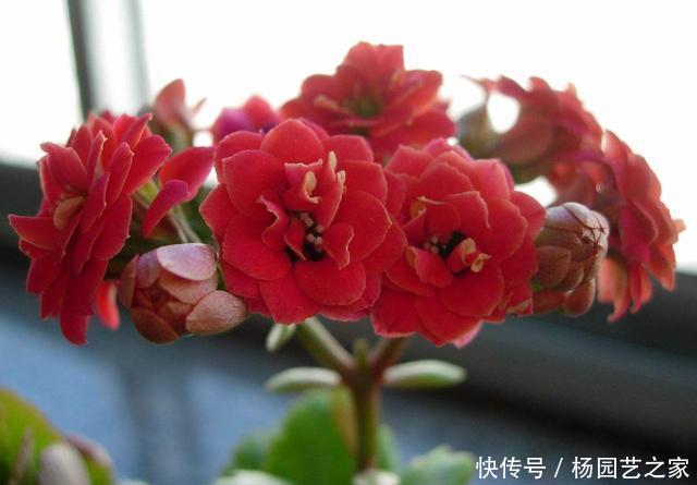  『养花』养花就养此3种，养护简单不操心，开花爆盆很容易，非常适合新手