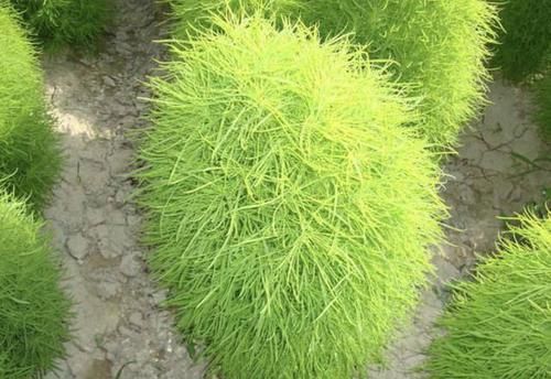  『植物』小溪边的1种野草，人称“扫帚菜”，枝叶能制作“扫把”，有价值