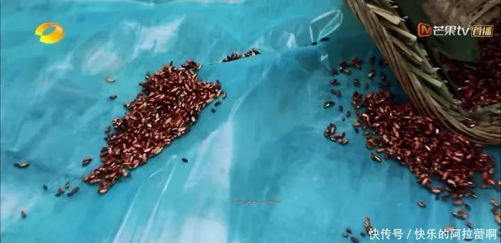 杨颖节目中到底有没有假吃？但是信用破产真的没办法挽回啊！