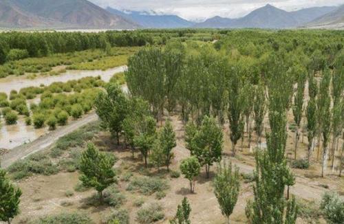 中国耗费30年将沙漠变绿洲，如今变成这样，治沙人：心痛