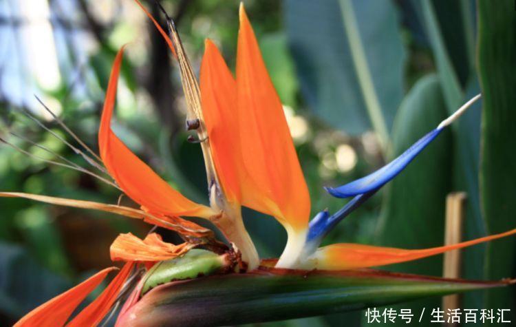  『美过』这些花卉美过玫瑰，一年四季花开不停，简单易成活，纯洁美