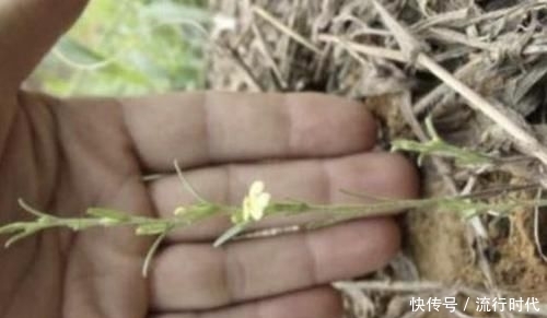  『路边』1种“野草”并不起眼，被称为“鬼羽箭”，路边有不少，甚至珍贵