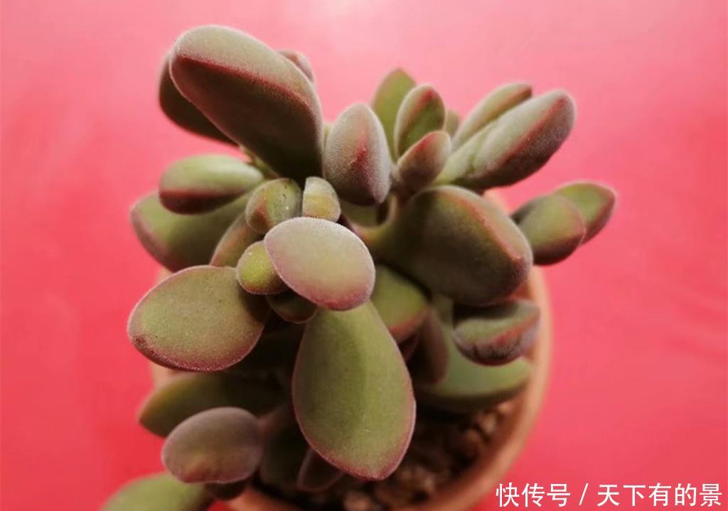  #地区的肉友#进入雨季，4种方法防止多肉病菌感染，让你的肉肉顺利度过夏天