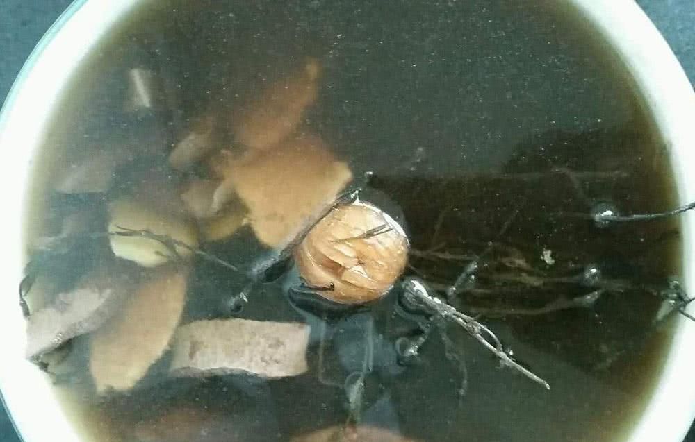  「除掉」过去农民当杂草除掉，如今千元一斤被捧成“神药”，却