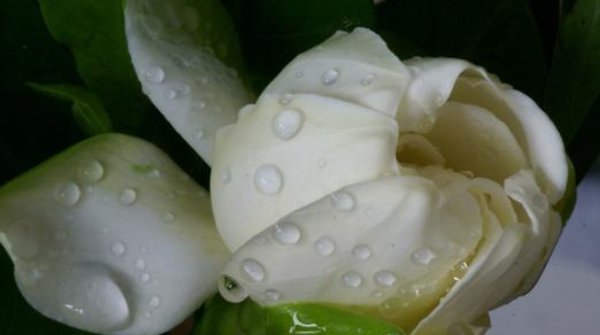  『栀子花』茉莉花、栀子花都喜欢2种“酸性水”,花开不断,香味“飘满屋”