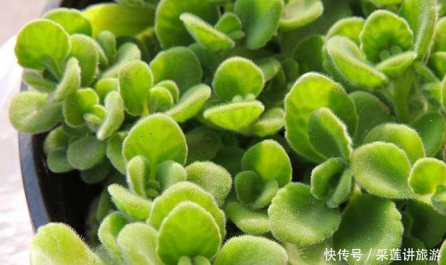 『明明』明明不是苹果,碰碰叶子却有苹果香,放在身上能当香水!