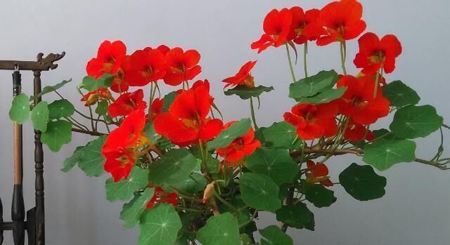  『绿萝』这花花期100天，一个枝条扦插一盆，叶子像荷叶，比绿萝漂亮好养