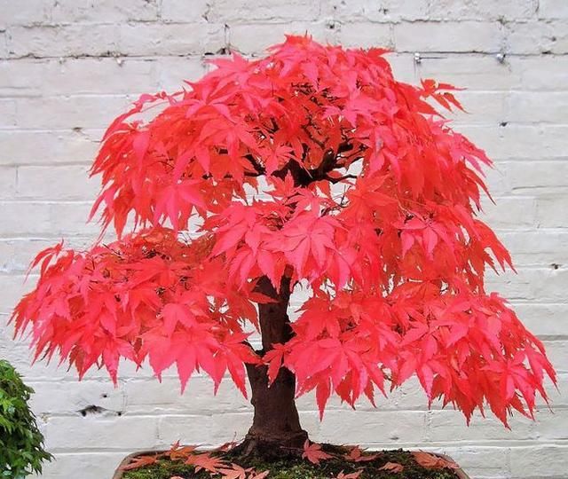 60例盆景树种，总有属于你的那棵（建议收藏）