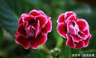 「艳丽」喜欢在家中养护花卉,就养护花色艳丽,花朵硕大,观赏价值高的花
