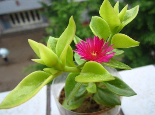 绿萝■最适合“贱养”的花卉!不管不顾,也能青葱翠绿,为阳台增添春色