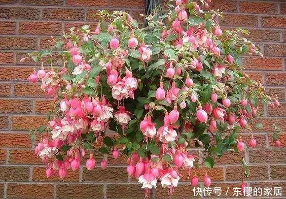  『适合』几种花适合阳台养，花香四溢宜人，花朵烂漫迷人，开花簇簇美爆了