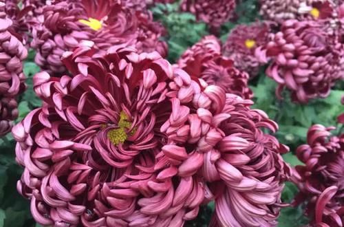  『养盆』喜欢菊花，不如养盆“菊中珍品”墨狮，花似沉睡雄狮，争奇斗艳！