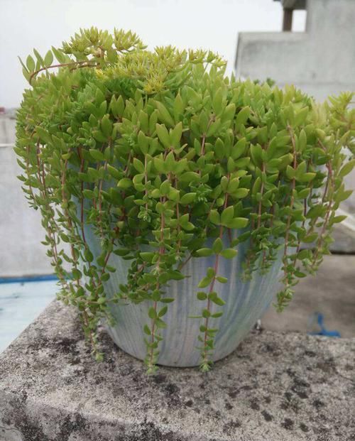 「垂盆草」垂盆草别名叫什么?广西、广东能种垂盆草吗?