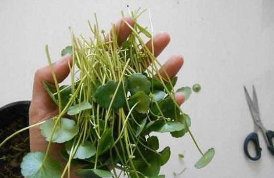  #充足#铜钱草太好养了，即能观叶作鱼缸水草也超棒