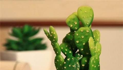  『植株』仙人掌这么养，侧芽冒不停，叶片肥厚，俩月就爆盆