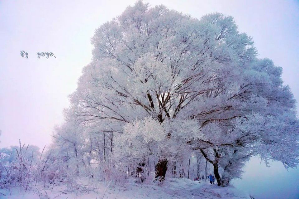 别找了，中国最美雪景都在这!看到雪乡第一眼，就沦陷了!
