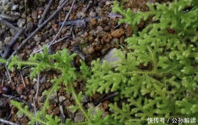  【植物】小溪边，1种野草像“蜈蚣”，名称是“铺地蜈蚣”，甚是珍贵！