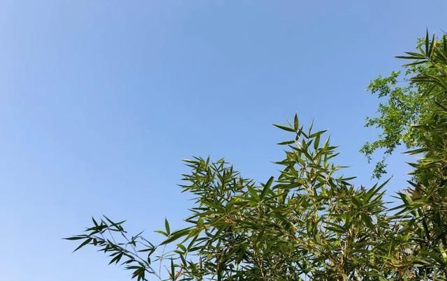  [家里]三月, 家里的植物