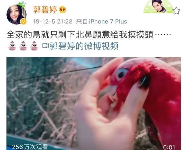  『雅兴』同禽不同命，郭碧婷家的小鸡住豪宅昵称小恶魔，时髦小向太好雅兴