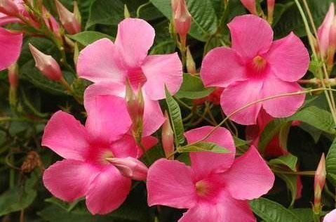  「绣球」家里养这四款植物，花期长花量大，花朵似绣球，娇小玲珑惹人爱