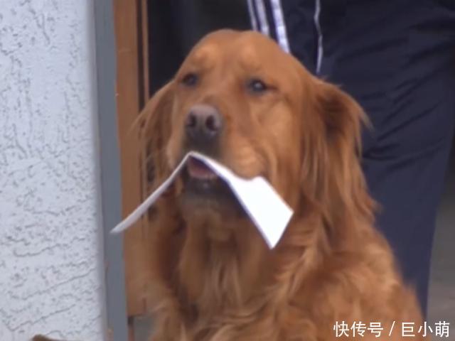  老人■帮独居老人买东西，主人使唤狗狗送过去，它超开心叼起东西就走