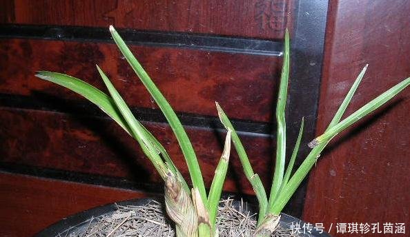  「椭圆球形」矮种兰花有什么特征