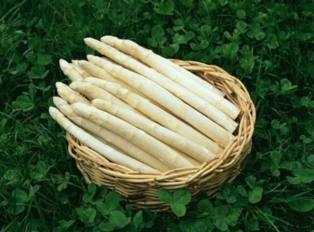  「采收」不能见光的经济作物，可连续采收10年，亩产1000斤，一