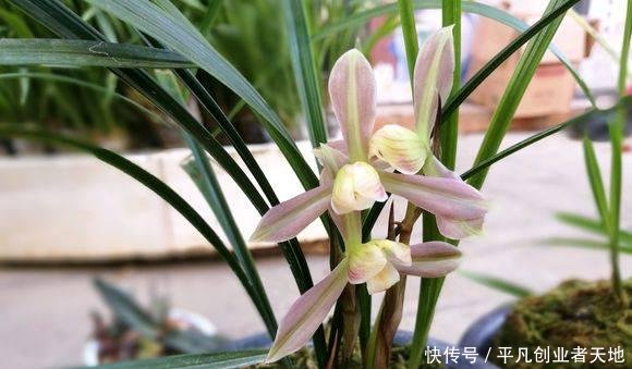 花箭@养兰花,“2懒1勤”别规矩,新芽冒不停,花箭“半米高”