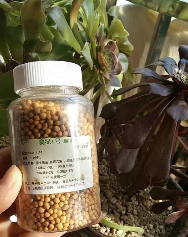 「烂根化水」多肉需要施肥吗？施肥有窍门，忌讳“乱”用肥，小心烂根化水