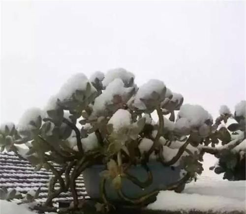  种多肉植物：多年前，这种“多肉”在农村“成灾”，皮实爆盆快，是麻雀的最爱